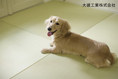 傷につよい畳「ここち和座」