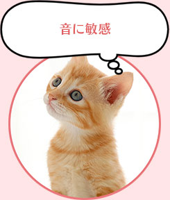 音に敏感で良く吠える