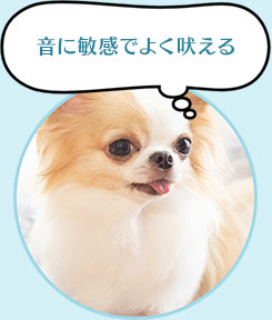 音に敏感で良く吠える