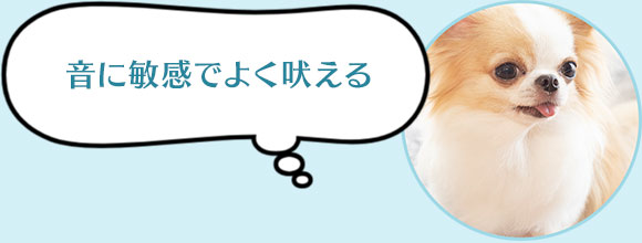音に敏感で良く吠える